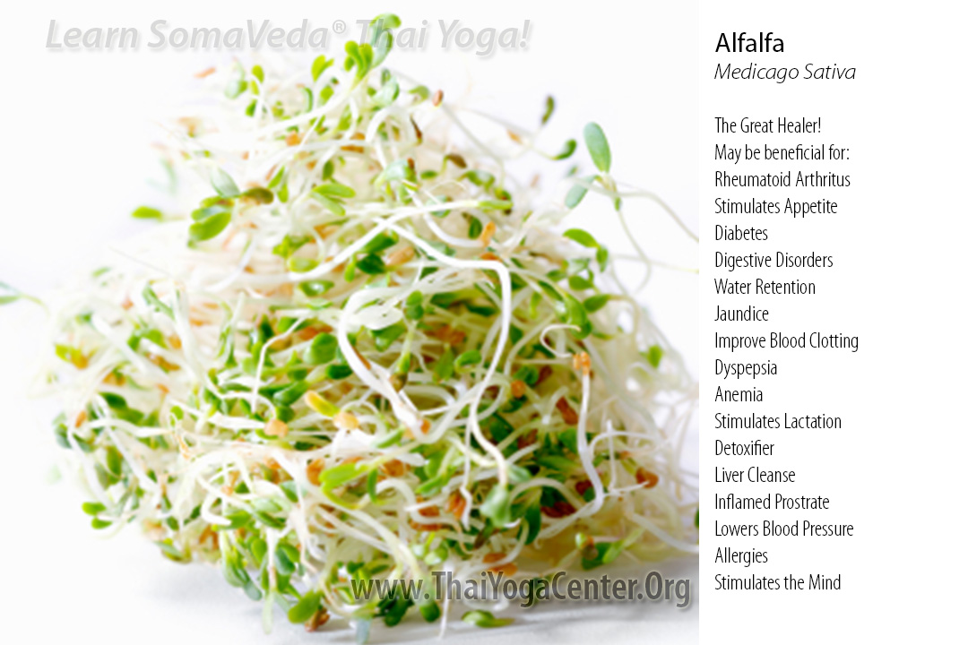 Alfalfa (Medicago sativa): The "Great Healer" in SomaVeda® Thai Yoga & Ayurvedic Nutrition